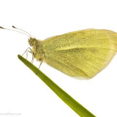 MYN Small White 